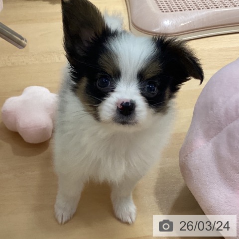 パピヨンの写真