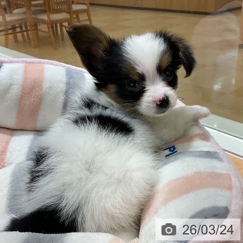 パピヨンの写真