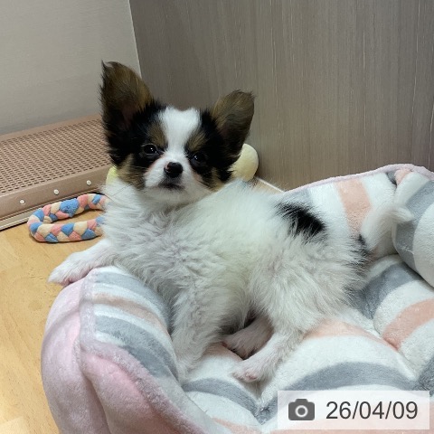 石川県のパピヨン (ペットプラス 新小松店/2026年1月22日生まれ/男の子/ホワイトブラックタン)の子犬の3枚目の画像