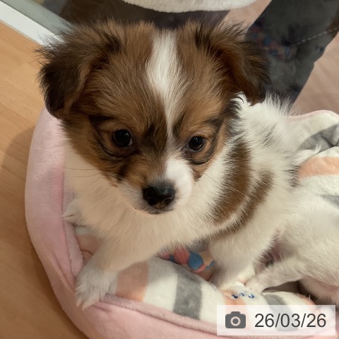 三重県のパピヨン (ペットプラス 東員店/2026年1月22日生まれ/男の子/ホワイトブラウン)の子犬の4枚目の画像