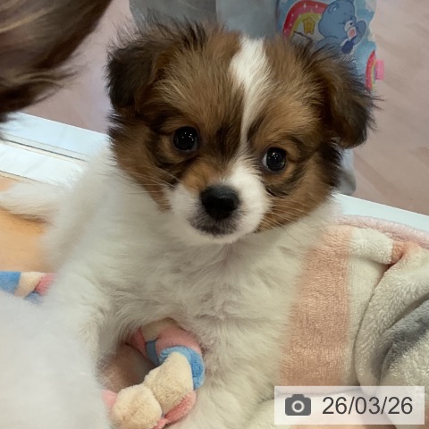 三重県のパピヨン (ペットプラス 東員店/2026年1月22日生まれ/男の子/ホワイトブラウン)の子犬の3枚目の画像