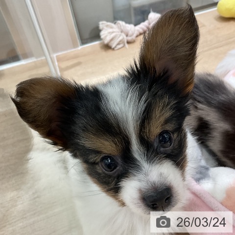 パピヨンの写真