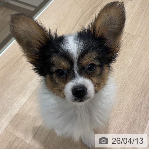 パピヨンの写真