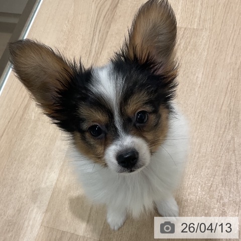 パピヨンの写真