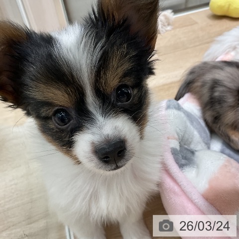 パピヨンの写真