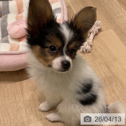 パピヨンの写真