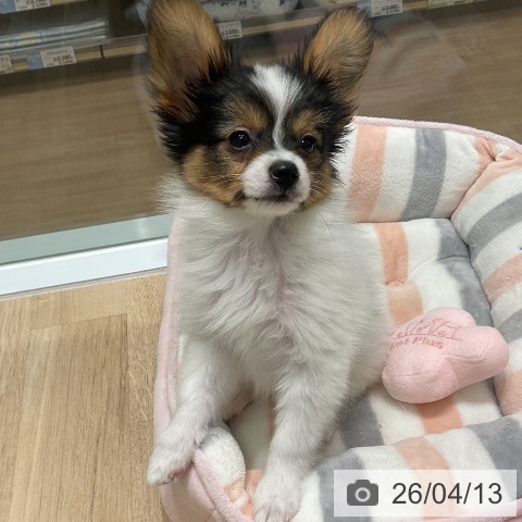 パピヨンの写真