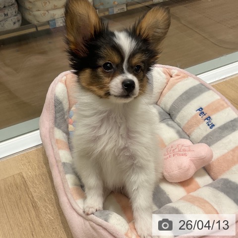 パピヨンの写真