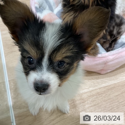 パピヨンの写真