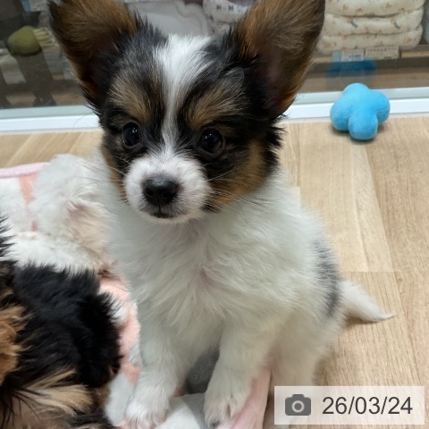 パピヨンの写真