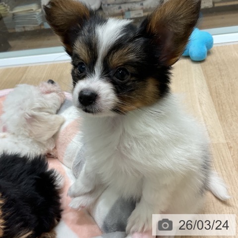 パピヨンの写真