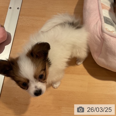 愛知県のパピヨン (ペットプラス 名古屋茶屋店/2026年1月22日生まれ/男の子/ホワイトブラウン)の子犬の4枚目の画像
