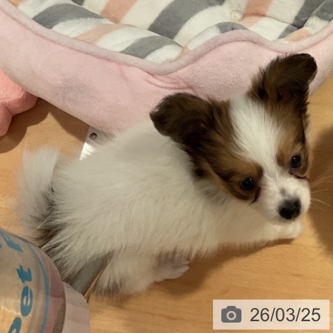 愛知県のパピヨン (ペットプラス 名古屋茶屋店/2026年1月22日生まれ/男の子/ホワイトブラウン)の子犬の3枚目の画像