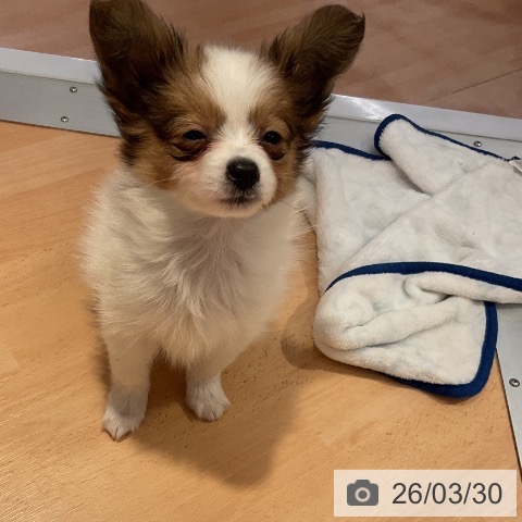 愛知県のパピヨン (ペットプラス 名古屋茶屋店/2026年1月22日生まれ/男の子/ホワイトブラウン)の子犬の3枚目の画像