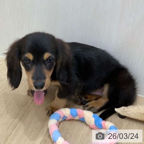 ミニチュア・ダックスフンドの写真