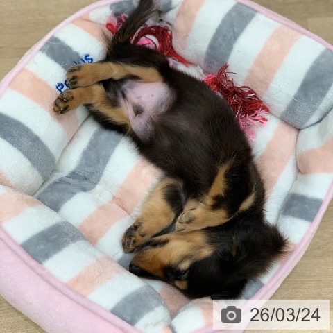 ミニチュア・ダックスフンドの写真