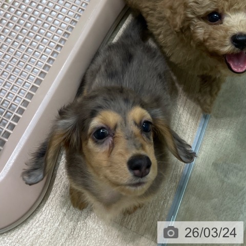 ミニチュア・ダックスフンドの写真