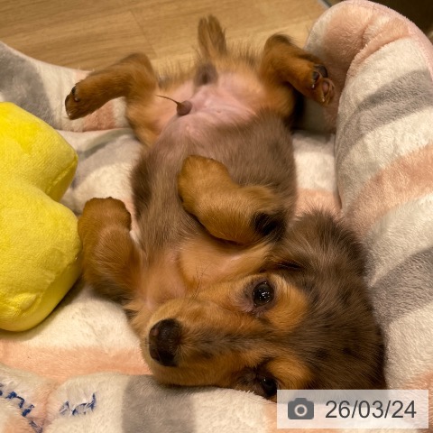 ミニチュア・ダックスフンドの写真