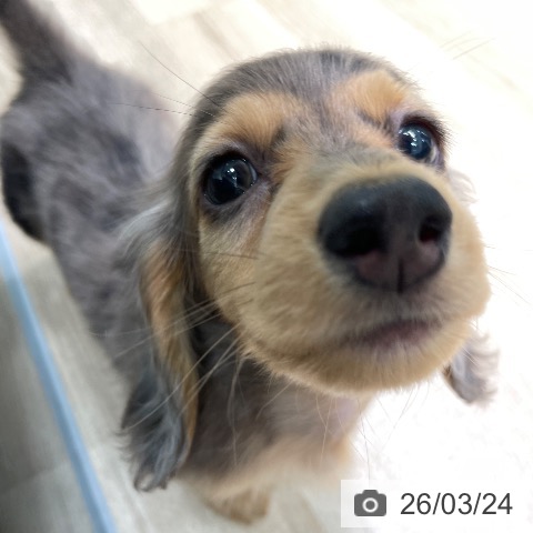 ミニチュア・ダックスフンドの写真