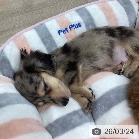 ミニチュア・ダックスフンドの写真