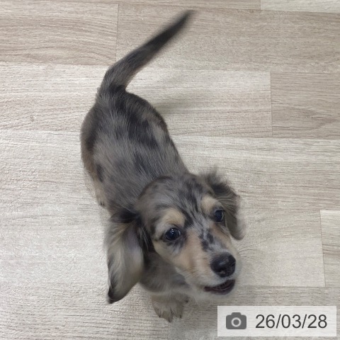 岐阜県のミニチュアダックスフンド(ロング) (ペットプラス 各務原店/2026年1月22日生まれ/男の子/シルバーダップル)の子犬の4枚目の画像