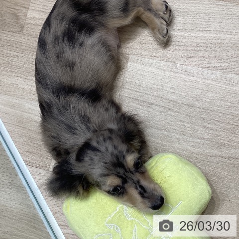 岐阜県のミニチュアダックスフンド(ロング) (ペットプラス 各務原店/2026年1月22日生まれ/男の子/シルバーダップル)の子犬の3枚目の画像