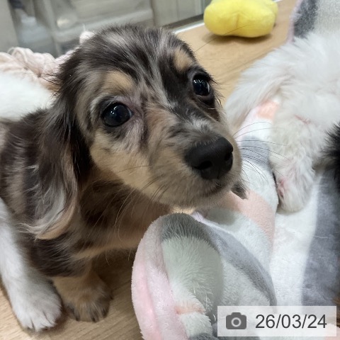 ミニチュア・ダックスフンドの写真