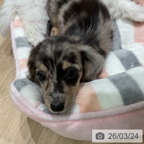 ミニチュア・ダックスフンドの写真