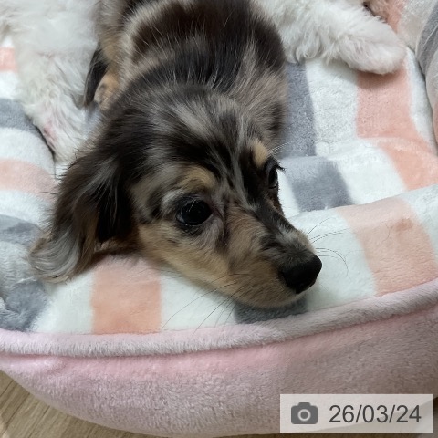 ミニチュア・ダックスフンドの写真