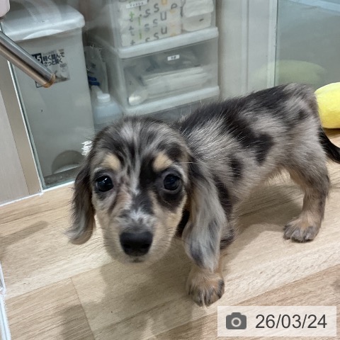 ミニチュア・ダックスフンドの写真