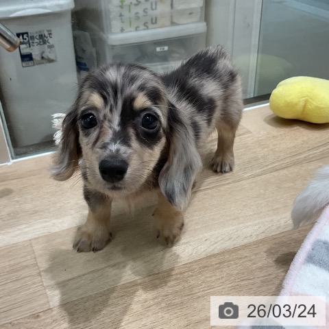 ミニチュア・ダックスフンドの写真