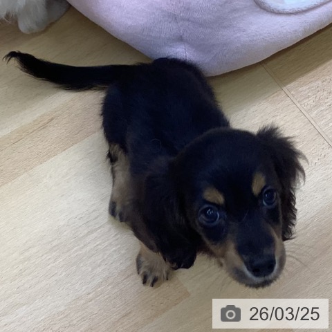 ミニチュア・ダックスフンドの写真