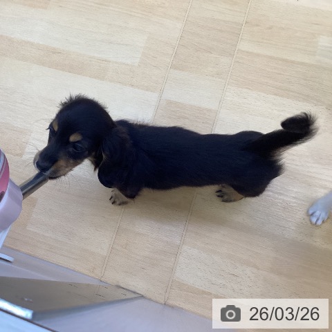 ミニチュア・ダックスフンドの写真