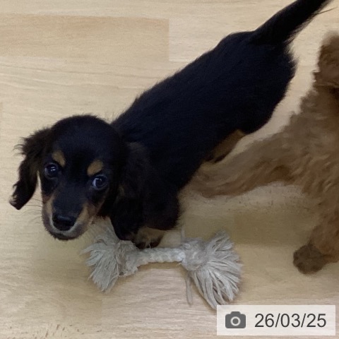 ミニチュア・ダックスフンドの写真