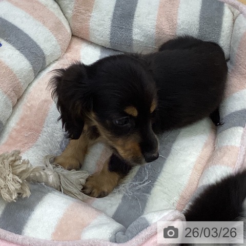 ミニチュア・ダックスフンドの写真