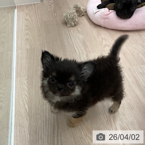 福井県のチワワ(ロング) (ペットプラス 福井店/2026年1月22日生まれ/男の子/ブラックタン)の子犬の4枚目の画像