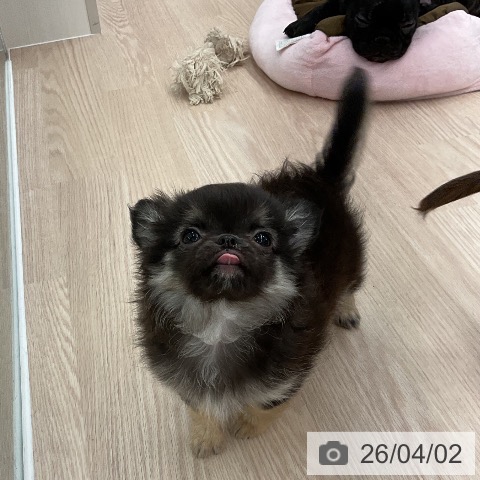 福井県のチワワ(ロング) (ペットプラス 福井店/2026年1月22日生まれ/男の子/ブラックタン)の子犬の3枚目の画像