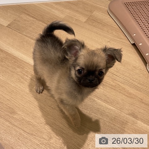 三重県のチワワ(ロング) (ペットプラス 鈴鹿店/2026年1月22日生まれ/男の子/フォーン)の子犬の4枚目の画像