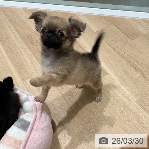 三重県のチワワ(ロング) (ペットプラス 鈴鹿店/2026年1月22日生まれ/男の子/フォーン)の子犬の3枚目の画像