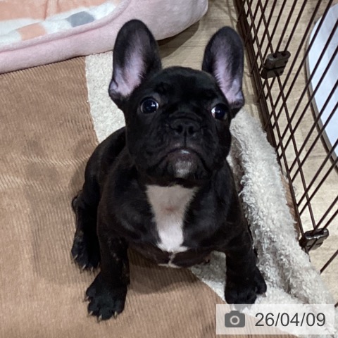 愛知県のフレンチブルドッグ (ペットプラス イオンモール長久手店/2026年1月19日生まれ/男の子/ブリンドル)の子犬の4枚目の画像