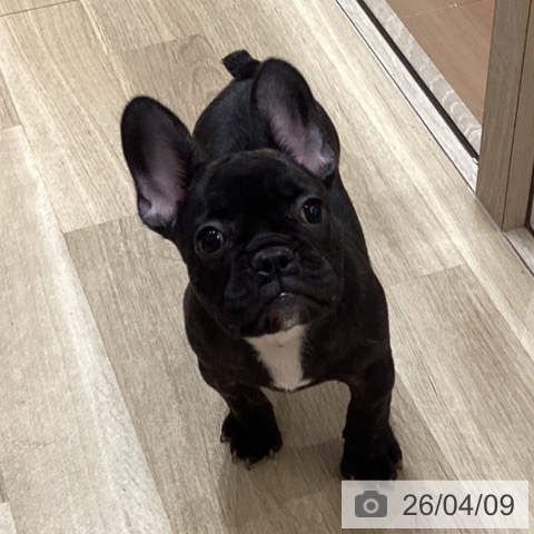 愛知県のフレンチブルドッグ (ペットプラス イオンモール長久手店/2026年1月19日生まれ/男の子/ブリンドル)の子犬の3枚目の画像