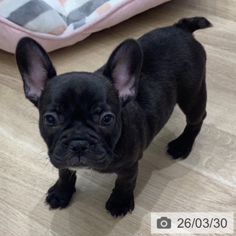 岐阜県のフレンチブルドッグ (ペットプラス 各務原店/2026年1月19日生まれ/女の子/ブリンドル)の子犬の4枚目の画像