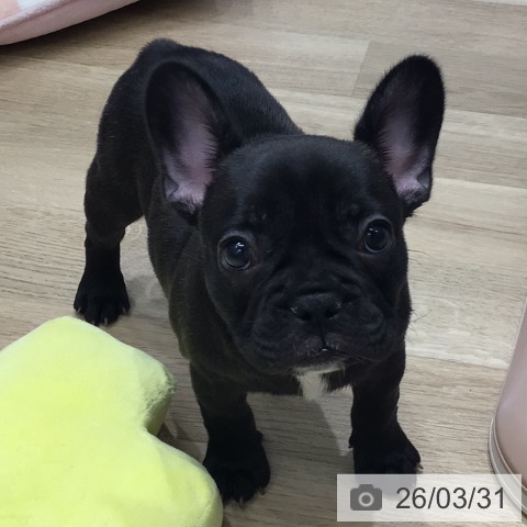 岐阜県のフレンチブルドッグ (ペットプラス 各務原店/2026年1月19日生まれ/女の子/ブリンドル)の子犬の3枚目の画像