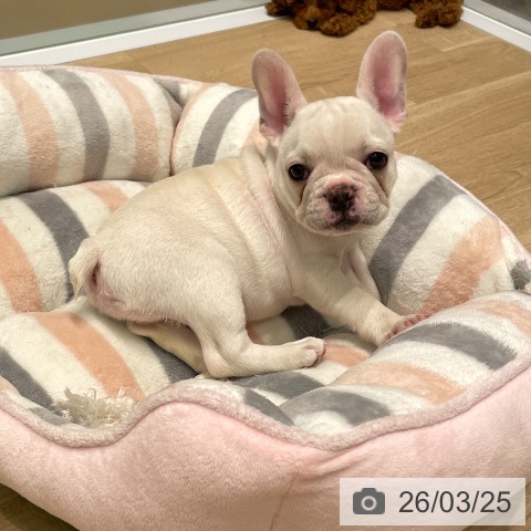 フレンチ・ブルドッグの写真