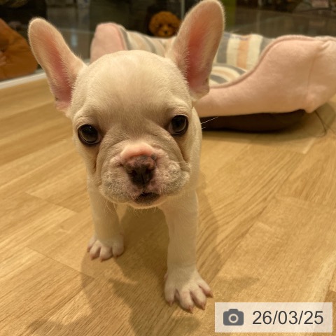 フレンチ・ブルドッグの写真