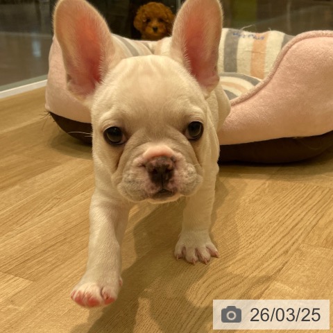 フレンチ・ブルドッグの写真