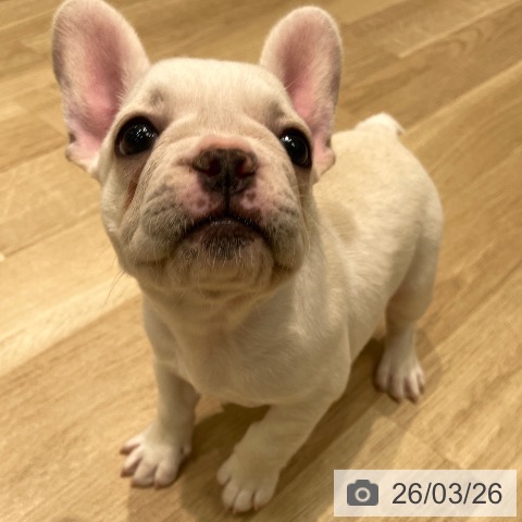 フレンチ・ブルドッグの写真