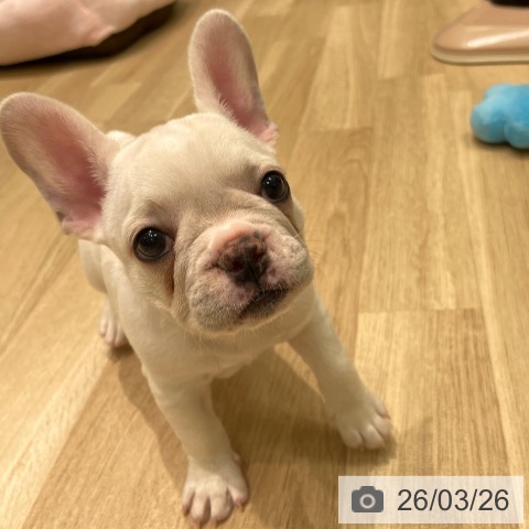 フレンチ・ブルドッグの写真