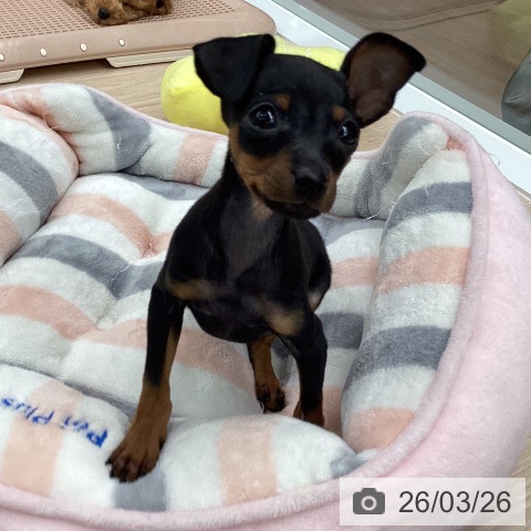 ミニチュア・ピンシャーの写真