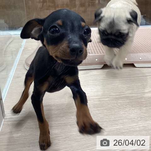 石川県のミニチュアピンシャー (ペットプラス 白山店/2026年1月19日生まれ/男の子/ブラックタン)の子犬の3枚目の画像